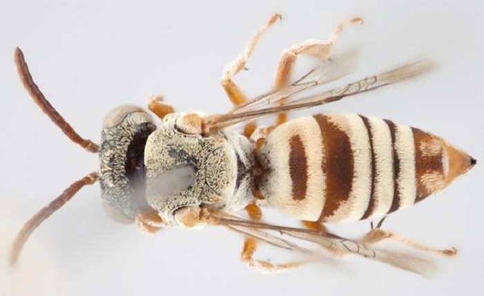 This cuckoo bee was named after well-known British broadcaster and naturalist Sir David Attenborough, Epeolus attenboroughi. (Thomas Onuferko/York University)