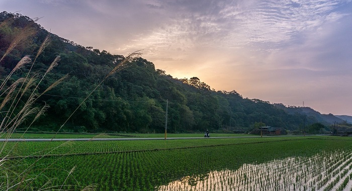 A rice paddy in Taiwan. (prometeus_86/Pixabay)