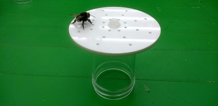 A captive bumblebee walks across the surface of an artificial flower, working out the pattern of scent that has been made by placing peppermint oil in some of the holes. (Dave Lawson, University of Bristol)