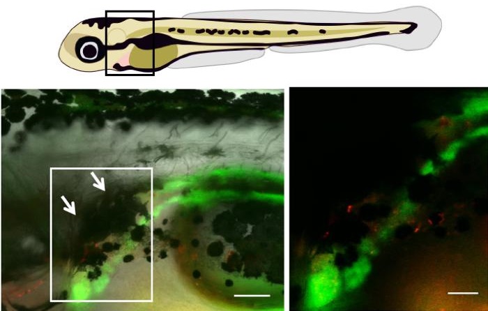 In a zebrafish larva, a dark umbrella formed by pigmented cells (white arrows point to these black spots in box, left) in the kidney protects vulnerable stem cells from damaging UV light. Right image is a closeup of the box. Scale bars equal 100 micrometers (left) and 50 micrometers (right). (F. Kapp et al./Nature 2018)