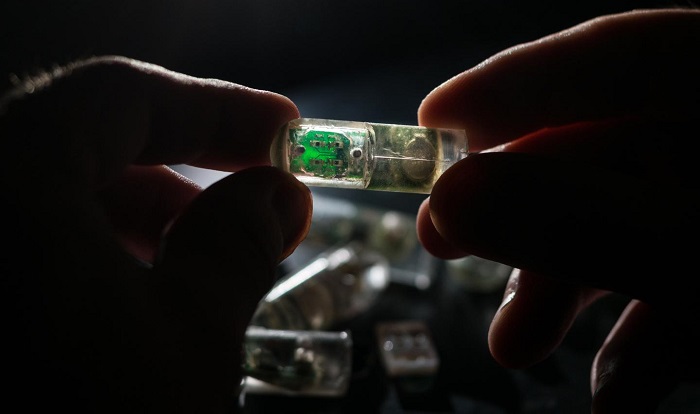 MIT engineers have designed an ingestible sensor with bacteria programmed to sense environmental conditions and relay the information to an electronic circuit. (Lillie Paquette, MIT)