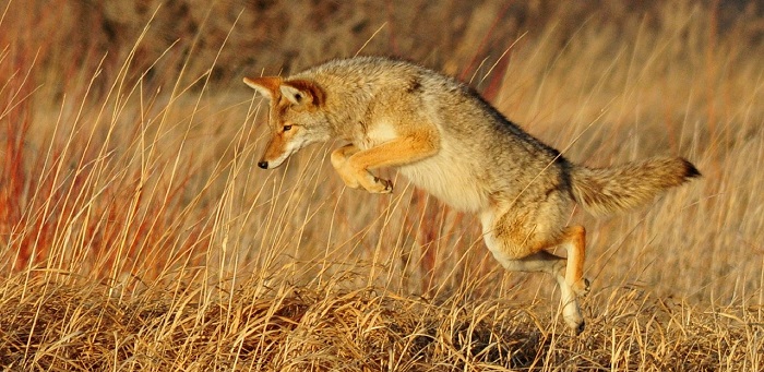 Coyotes are one of many mammal species that alter their 24-hour activity patterns in response to human disturbance. (Skeeze/Piabay/CCO)