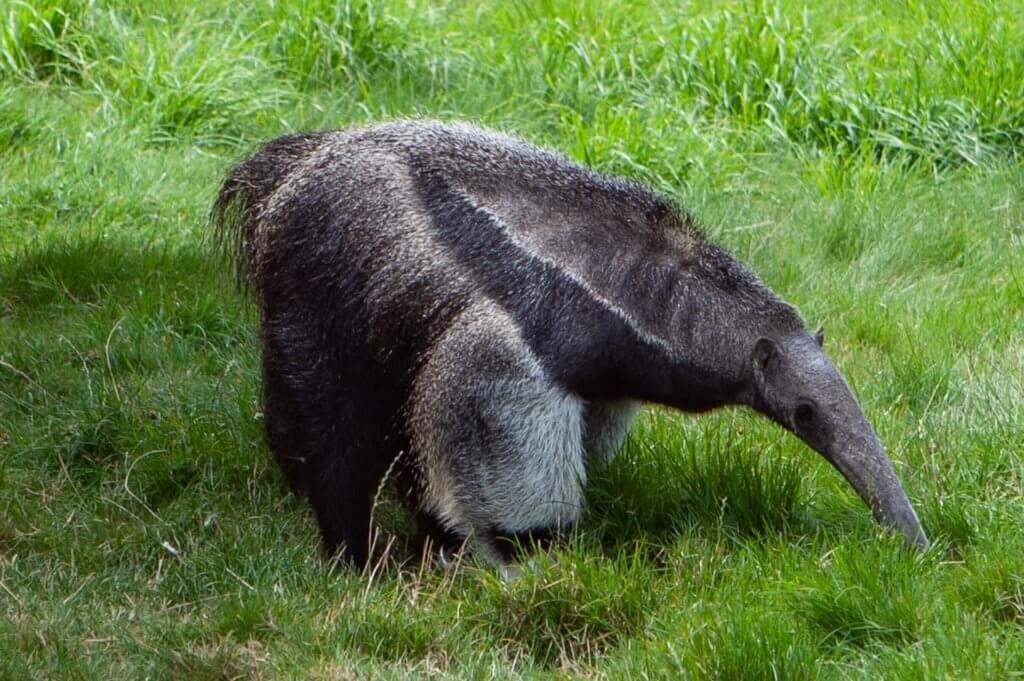 Anteater Diet