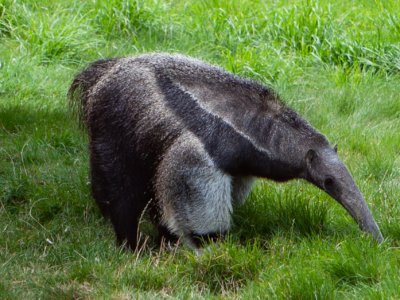 Image of a giant anteater