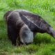 Image of a giant anteater