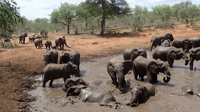 Elephants at the Jejane waterhole at Greater Kruger National Park in South Africa. (Mark Wright, University of Hawaii at Manoa)