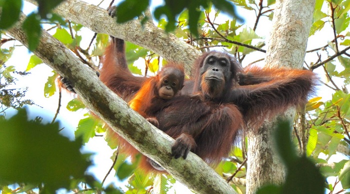 An orangutan mother and infant in heavily disturbed landscape dominated by oil palm plantations in the Lower Kinabatangan floodplain, Malaysia Borneo. (HUTAN KOCP Kinabatangan Orang-utan Conservation Programme)