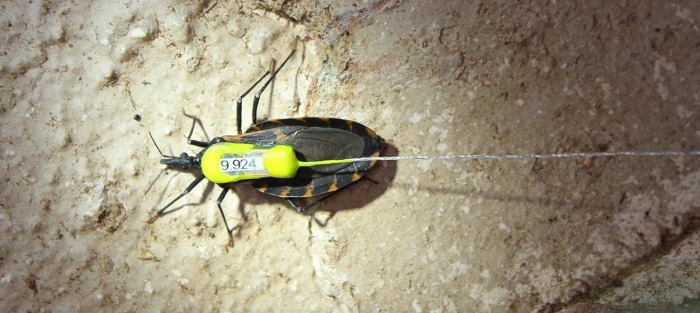Researchers in Texas attached miniature radio transmitters to kissing bugs and tracked their movements. (Gabriel Hamer/Texas A&M University/Journal of Medical Entomology)