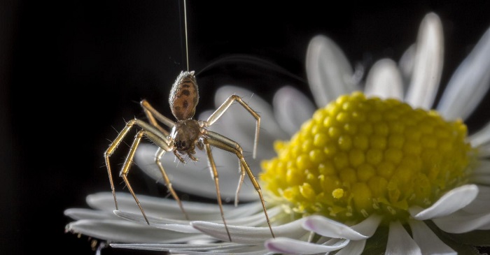 This photograph shows a ballooning spider. Michael Hutchinson