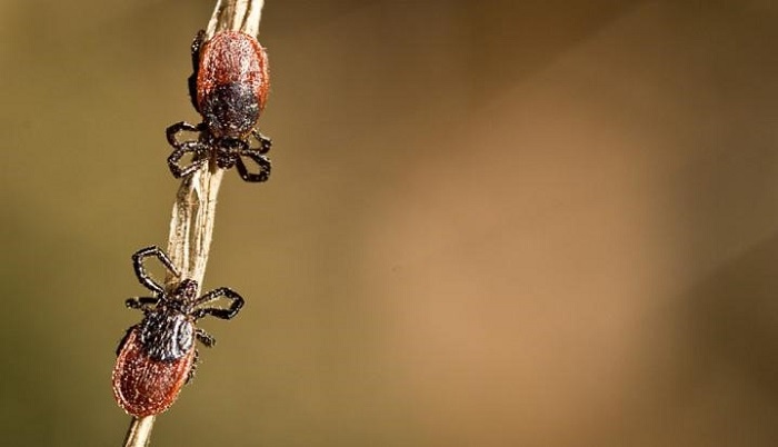 Western black-legged ticks. (Ervic Aquino/California Department of Public Health)