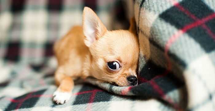 Chihuahuas trace their DNA back to European breeds rather than ancient American dogs. BarnImages/Pixabay/CCO)