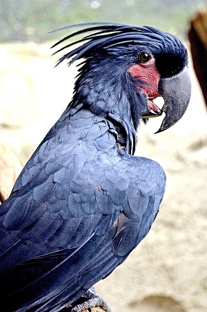 A palm cockatoo. (wildfaces/pixabay/CCO)