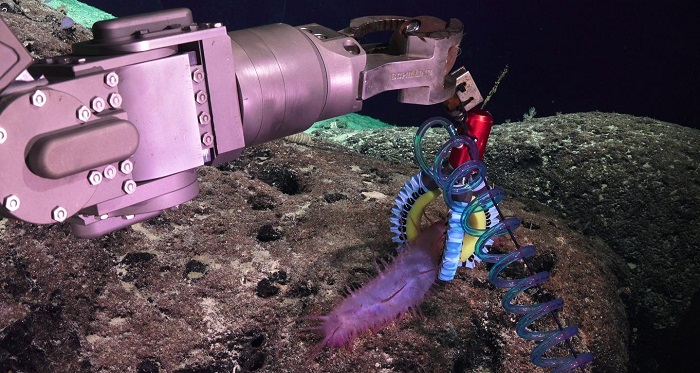 A soft robotic grasper delicately handles a sea cucumber at a depth of 1282 meters. (Vogt, et al., 2018, courtesy of  Schmidt Ocean Institute) 