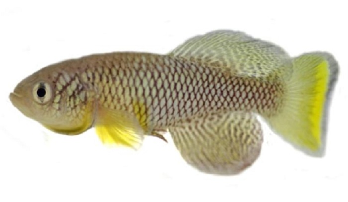 A male turquoise killifish. (Nothobranchius_furzeri_GRZ, Ugu/ CC BY-SA 3.0, via Wikipedia)