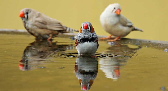 Celebrated songsters, zebra finches provide a window into the mechanics of song while dreaming. (Pixel2013/Pixabay)
