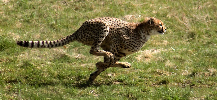 Cheetahs are the world's fastest land animal. But they spend most of their time at rest. (Malene Thyssen/CC-BY-SA-3.0, via Wikipedia)