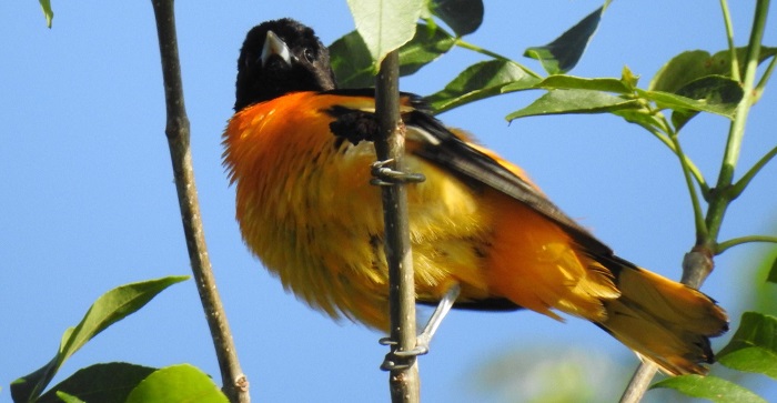 Baltimore orioles are among the hundreds of birds species that migrate through North America every spring. (Susanne Bard)