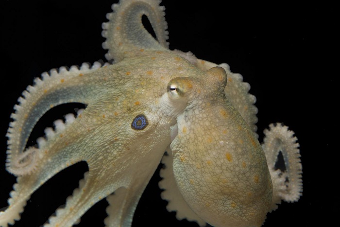 California two-spot octopus (O. bimaculoides). (Thomas Kleindinst)