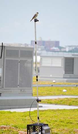 An American kestrel perches on research equipment atop a green roof in New York City. (Courtesy of Dustin Partridge)