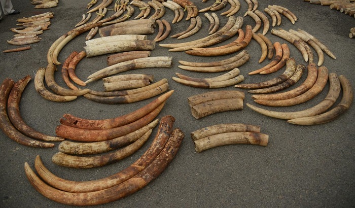 Tusks from a 2015 ivory seizure in Singapore. (Center for Conservation Biology University of Washington)