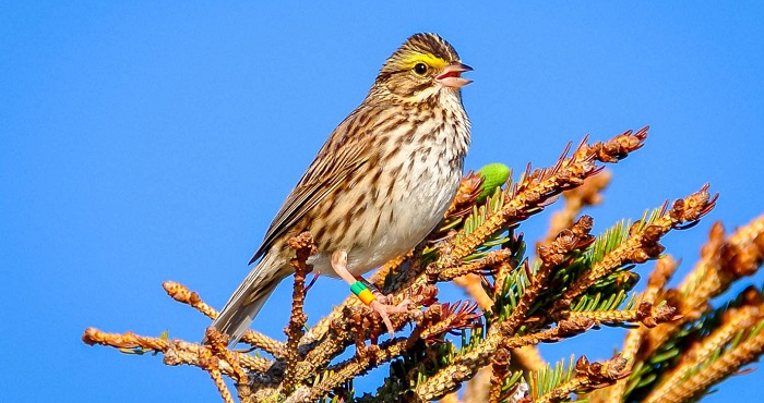 A Savannah Sparrow. (Dan Mennill)