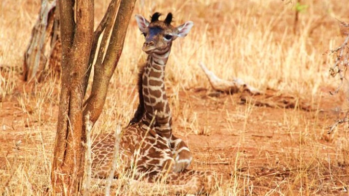 Baby giraffes inherit their spots (Derek Lee/Wild Nature Institute/Penn State)