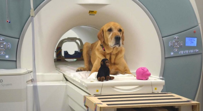 A dog poses in the fMRI scanner with two of the toys used in the experiment. (Gregory Berns, Emory University)