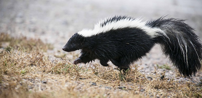 A striped skunk. (K. Theule/USFWS/CC BY 2.0, via flickr)