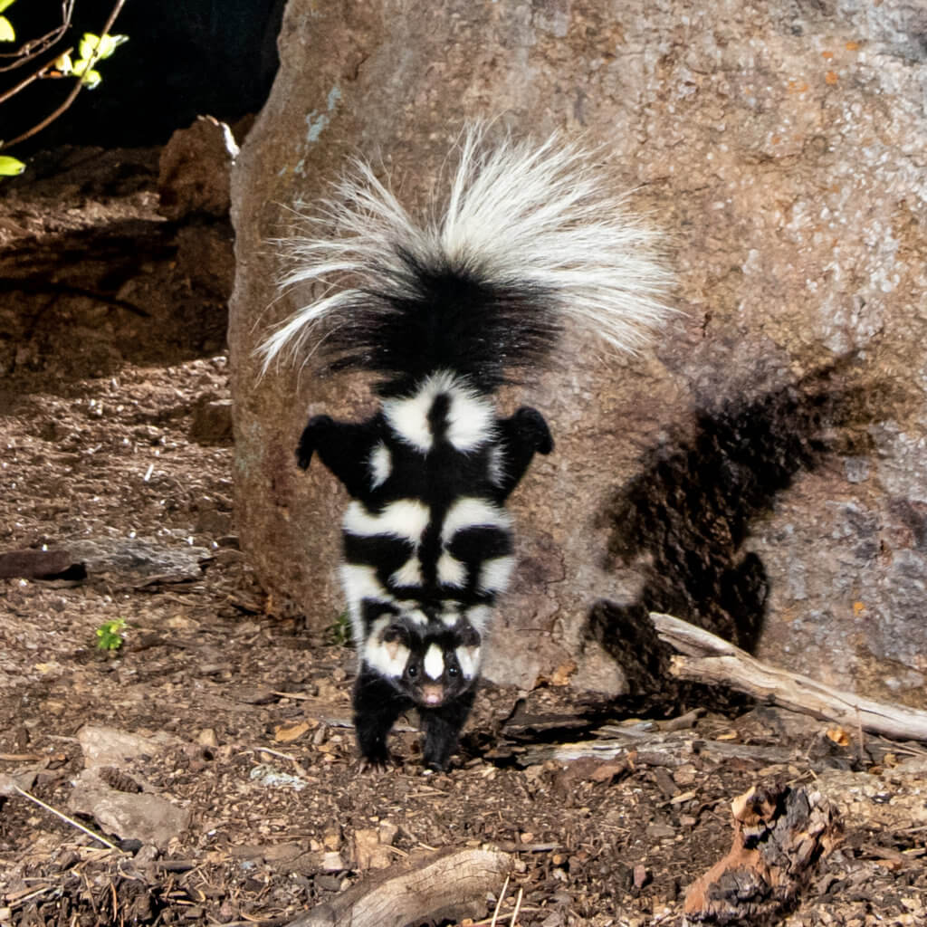 Spotted skunk performing handstand to threaten predators