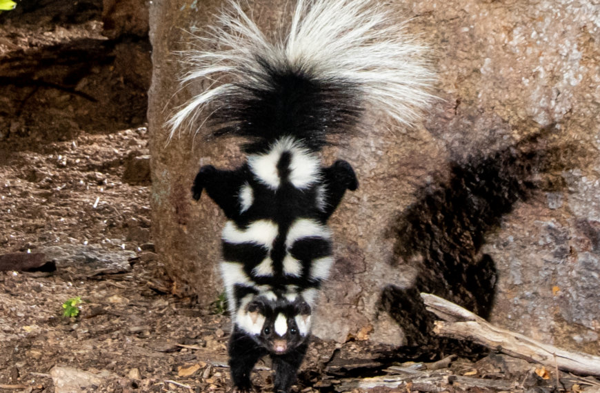 Spotted skunk performing handstand to threaten predators