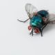 Blowfly image