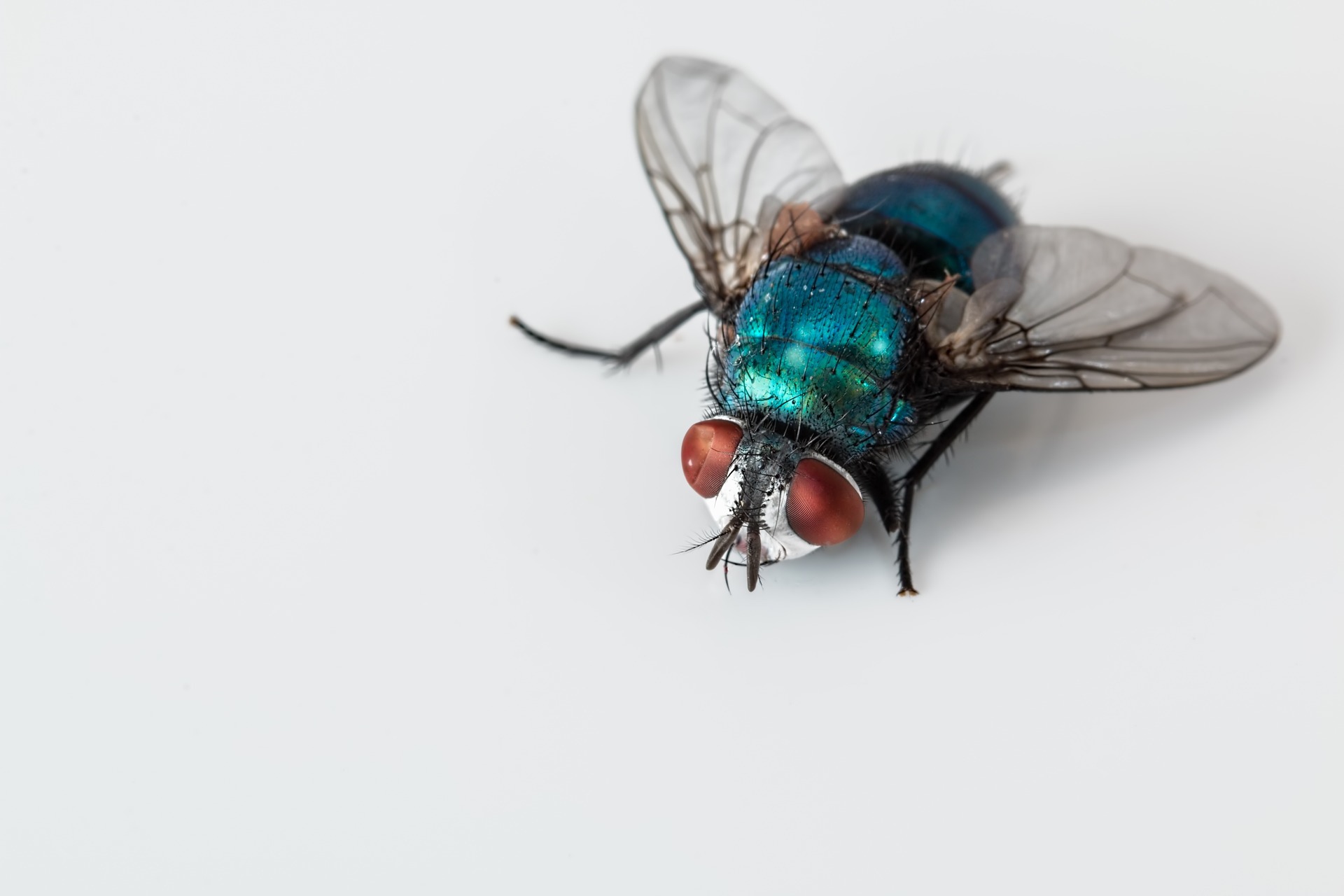 Blowfly image