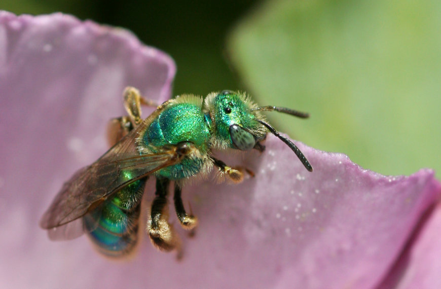 Two Very Important Things You Need to Know About Bees