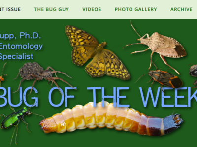 Bug of the Week site screenshot