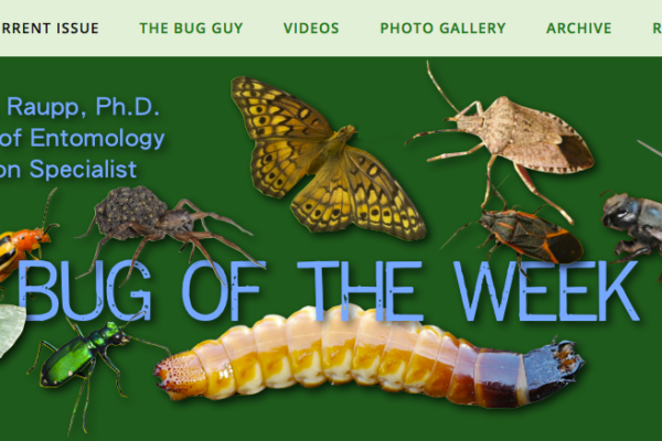 Bug of the Week site screenshot