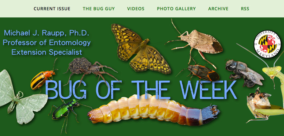 Bug of the Week