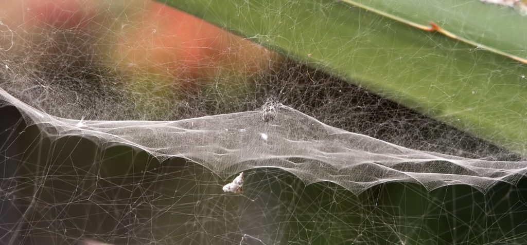 Colonial orb weaving spiders