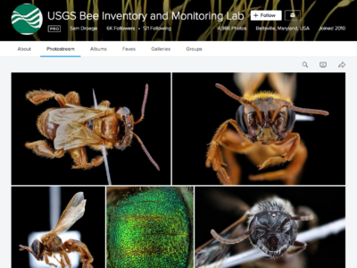 USGS Bee Flickrstream