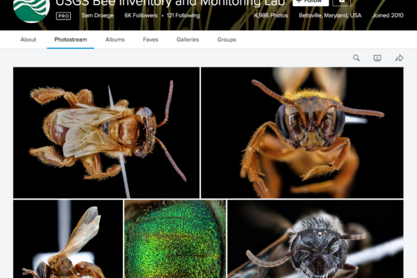 USGS Bee Flickrstream