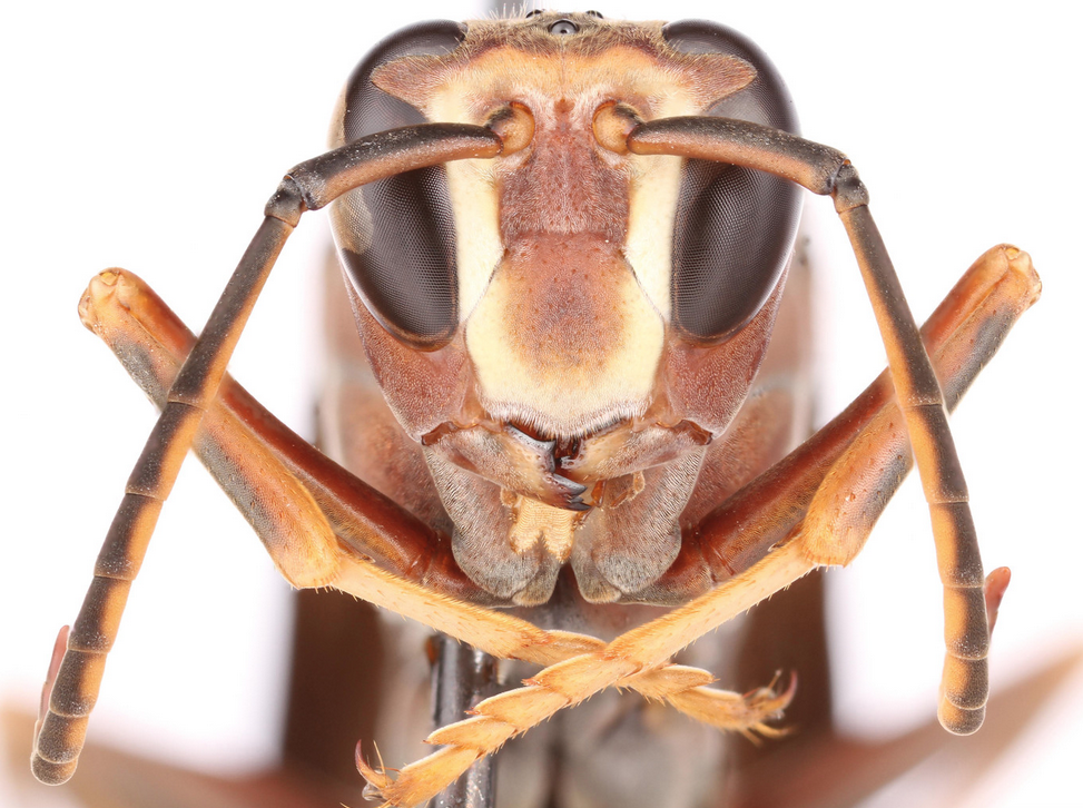 Male paper wasp face
