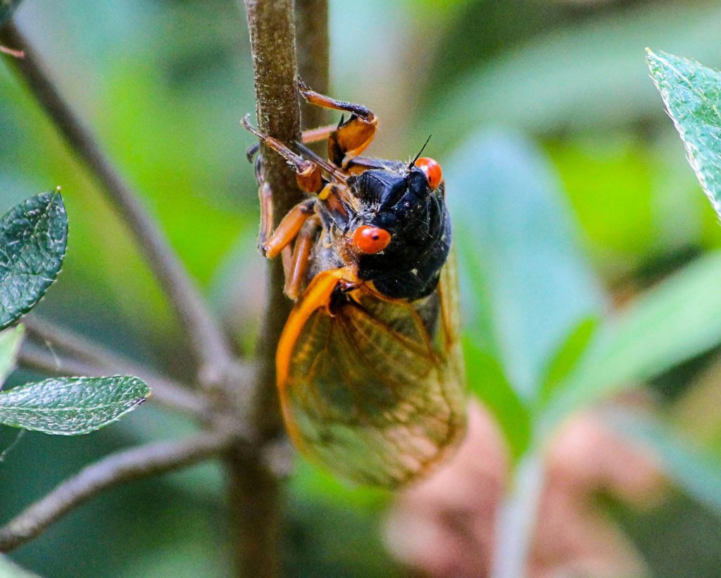 Periodical cicada on plant stem