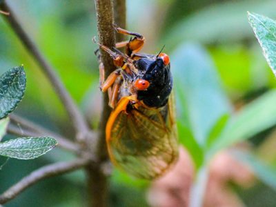 Periodical cicada on plant stem