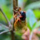 Periodical cicada on plant stem