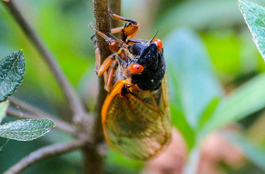 Periodical cicada on plant stem