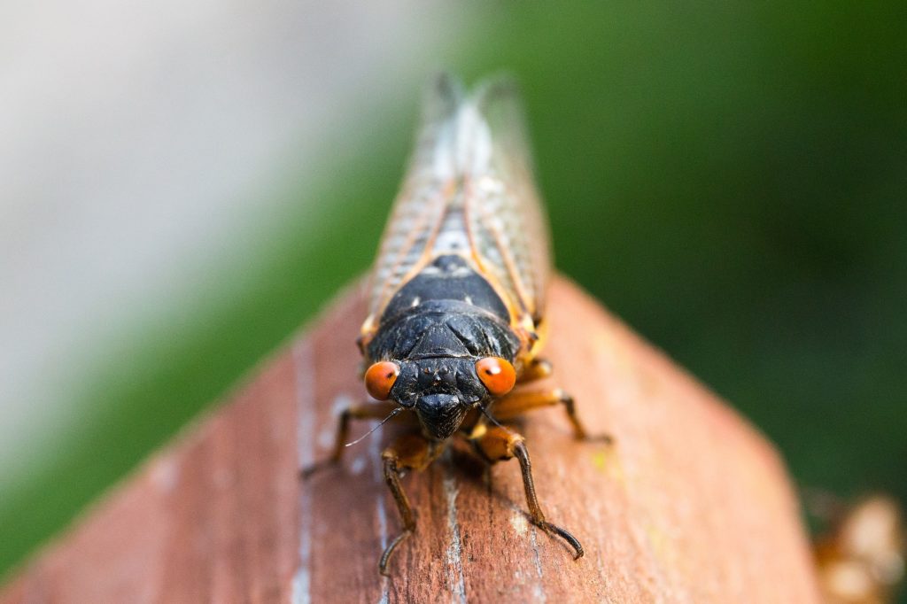 17 -year cicada