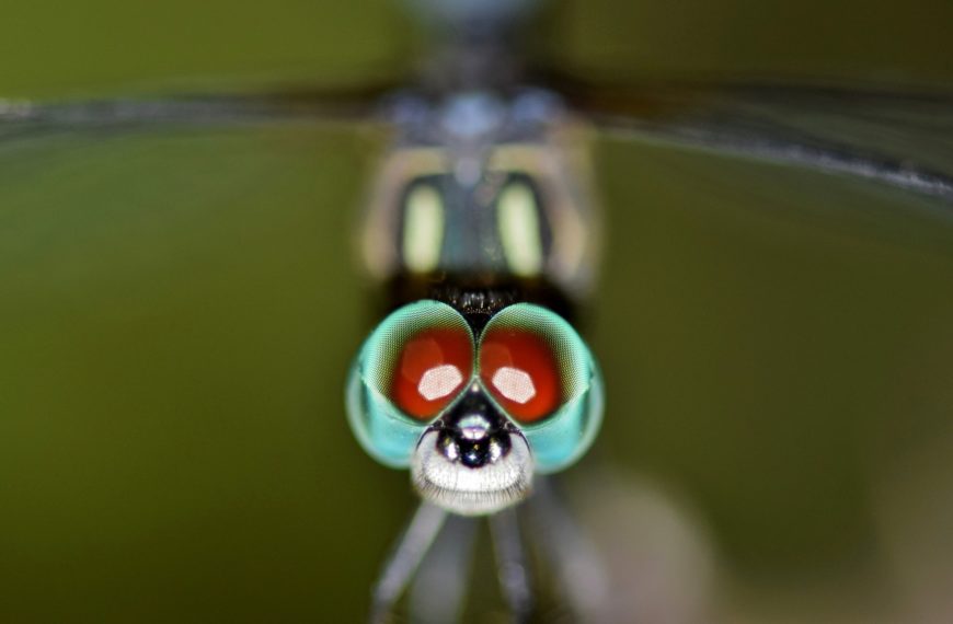 Dragonfly