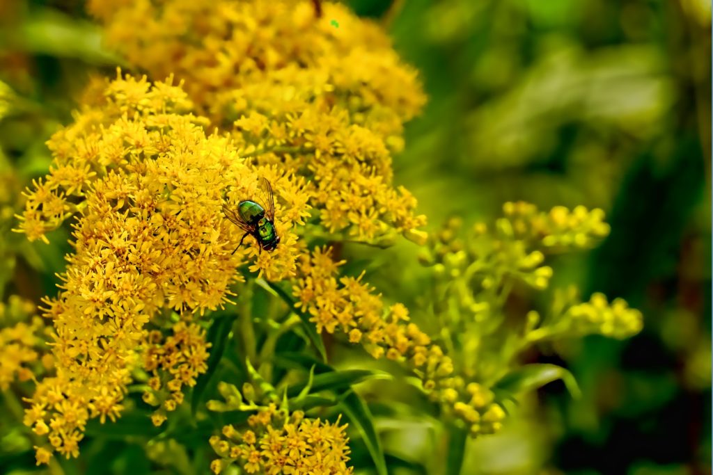 Goldenrod flowers