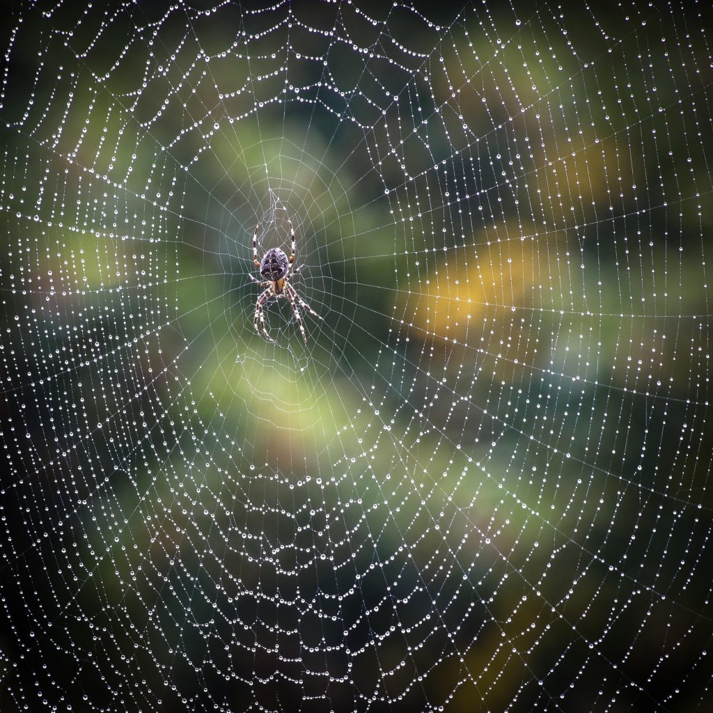 Spider in web