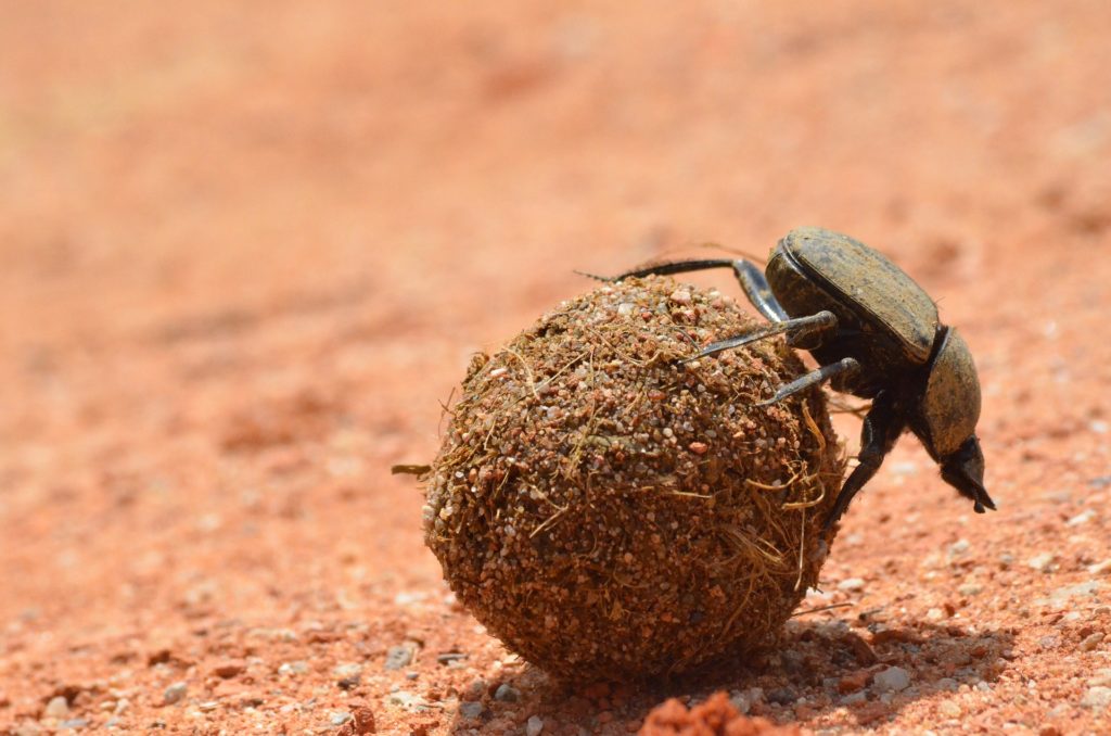 Dung Beetle rolling dung ball