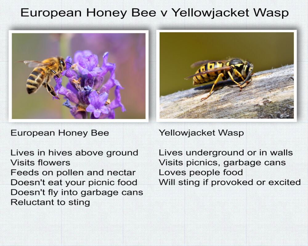 Image showing a honeybee and a yellowjacket wasp, with notes on how to tell them apart.